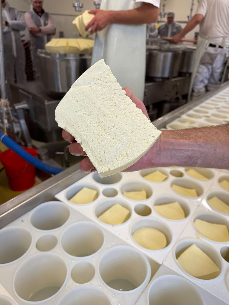 Production process of the P'tit Jurassic cheese.