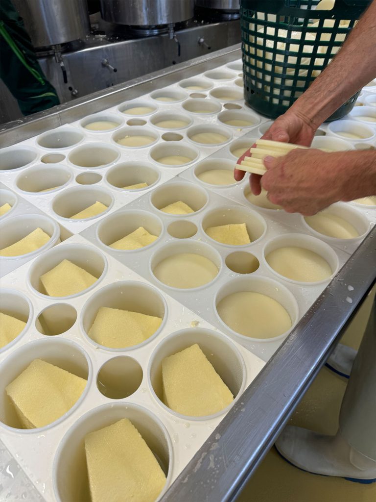 Production process of the P'tit Jurassic cheese.