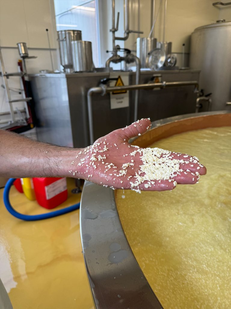 Production process of the P'tit Jurassic cheese.