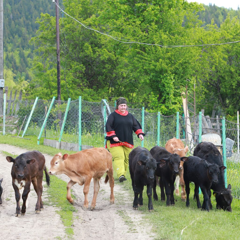 Livestock breeding in the Lesser Caucasus, Georgia