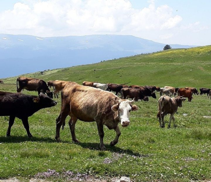 Cow in Georgia-FERT